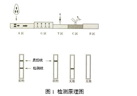 人絨毛膜促性腺激素檢測試劑(膠體金免疫層析法)注冊審查指導(dǎo)原則(2024年修訂版)(2024年第21號)(圖1) 人絨毛膜促性腺激素檢測試劑(膠體金免疫層析法)注冊審查指導(dǎo)原則(2024年修訂版)(2024年第21號)(圖1)